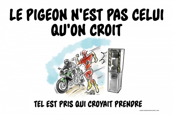 Un pigeon peut sauver votre permis
