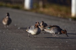Il renverse un motard pour éviter un canard - Crédit photo : Cock-Robin/Pixabay