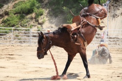 L'équitation plus dangereuse que la moto - Crédit photo : Renee Carter/Pixabay