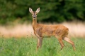 Ces chevreuils ivres nuisent à sécurité routière