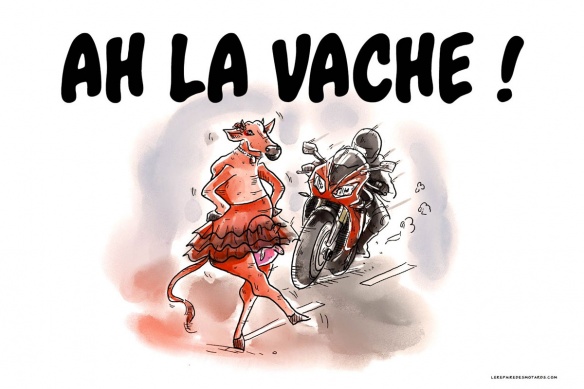Un motard meurt après avoir percuté une vache