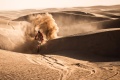 Dakar   Sanders large