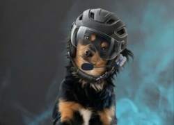 Cardo lance le Dog Pro, premier intercom moto d&eacute;di&eacute; aux chiens