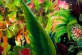 Carnaval Rio