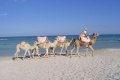 Tunisie tarifs
