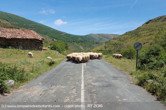 Oh chouette des moutons !