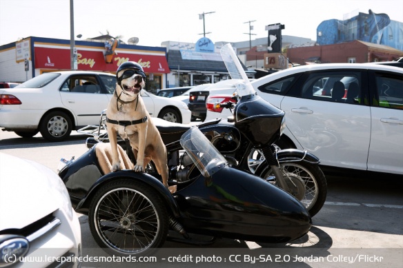 Transporter son chien à moto
