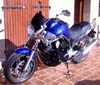 Bulldog6