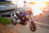 Bulldog24
