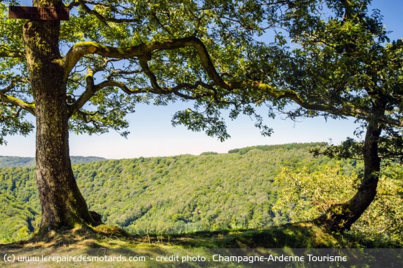 Balade ou randonnée en Forêt ? Il y a de quoi contenter les amoureux de la nature