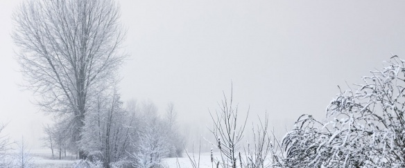 Kronik : Hivernale impromptue (c) pixellaphoto