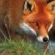 renard du languedoc