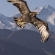 Aquila Mandello