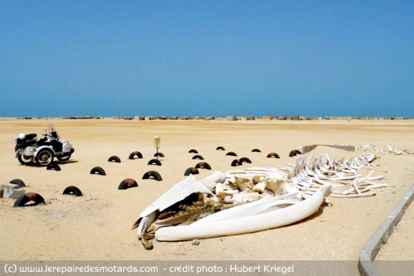 baleine en Mauritanie