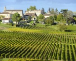 Vignoble