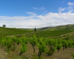 Les vignes de Corbires