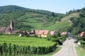 Balade au sein des vignes d'alsace