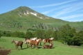 Centrale