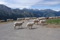 Les Pyrnes occidentales cols