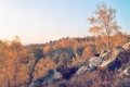 Forêt Fontainebleau