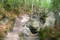 Au coeur forêt Fontainebleau