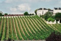 Vignoble nantais