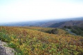 Beaujolais