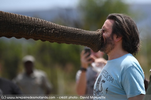 Le baiser de l'éléphant