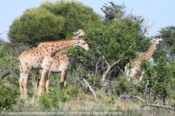 Les girafes en safari