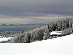 La foret noire sous la neige