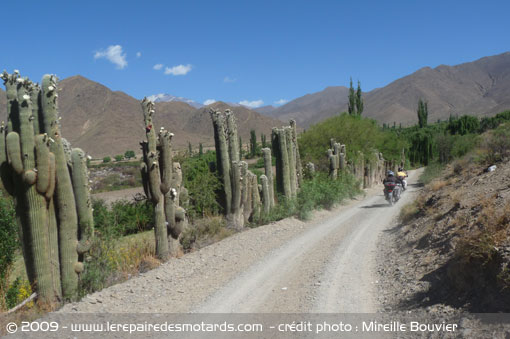 argentine-cactus