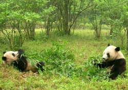 Sanctuaire des pandas géants du Sichuan