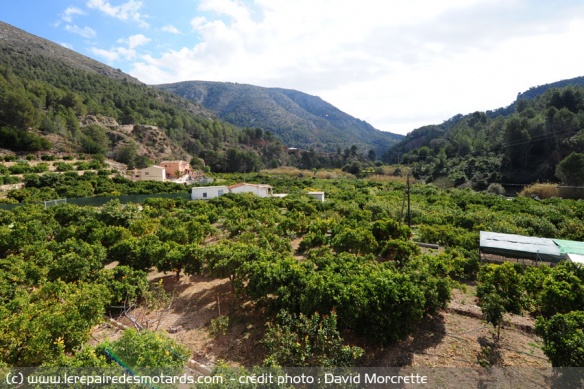 Orangeraie dans l'arrière pays de la Costa Blanca espagnole