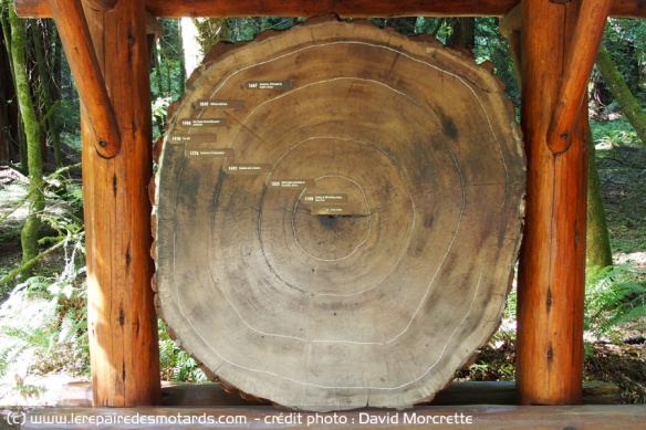 Etats-Unis : Muir Woods