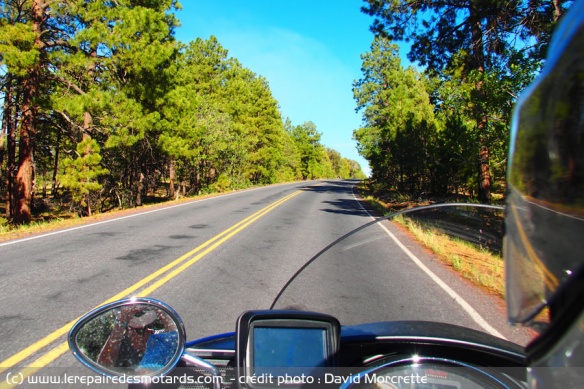 La route au milieu de la forêt au sein du Grand Canyon