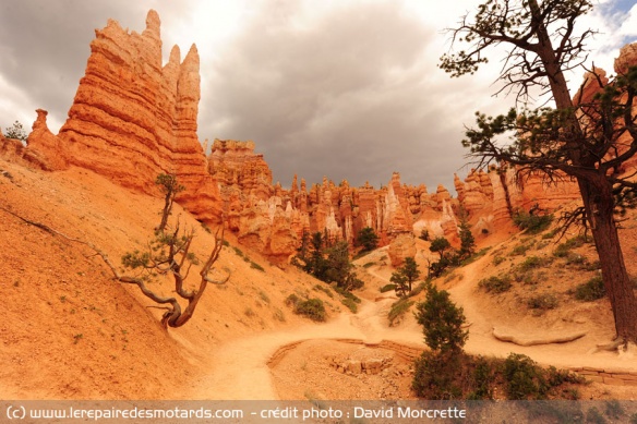 Hoodos au milieu du Parc national Bryce Canyon