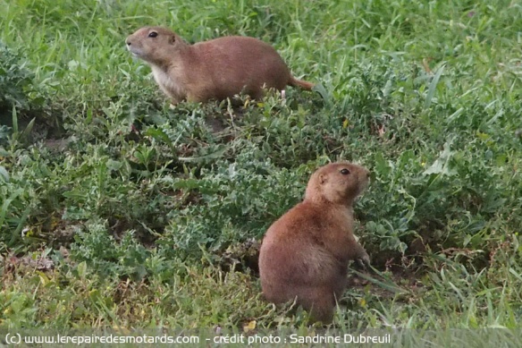 Chiens de prairies dans le Custer State Park