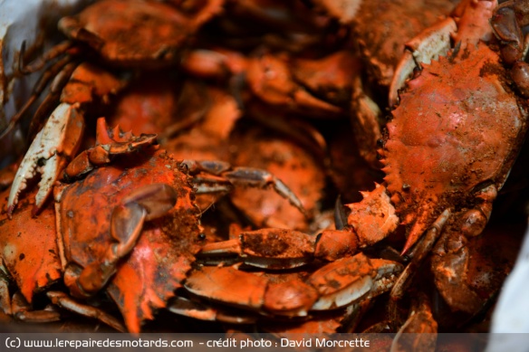 La fête du crabe à Annapolis