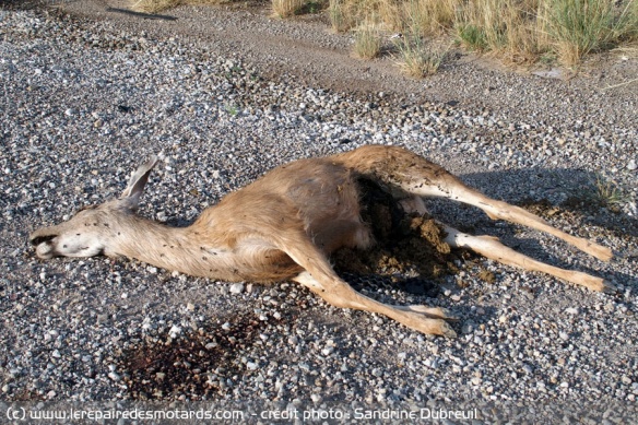 La faune sauvage et le bétail est très présent sur les routes