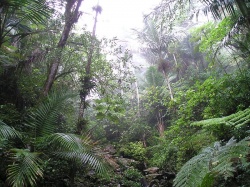 Forêt nationale d'El Yunke (Photo : DR)