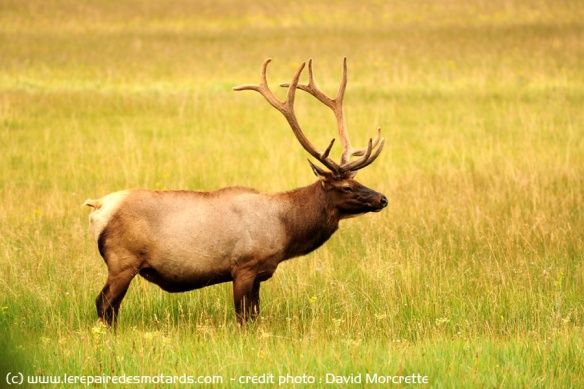 Les élans du parc national de Yellowstone 
