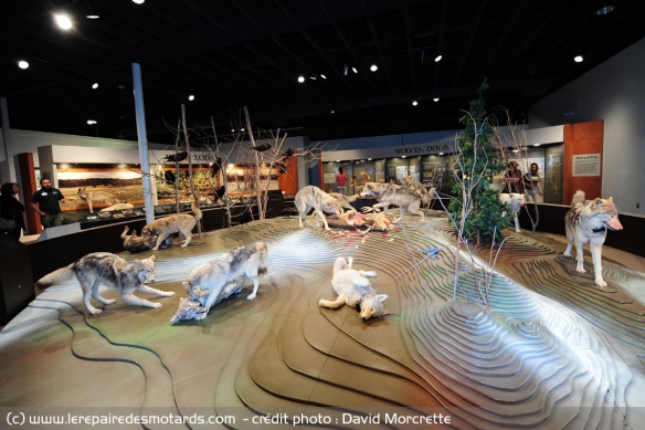 Le centre international des loups à Ely