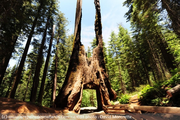 Les sequoais de Tuolumne Grove