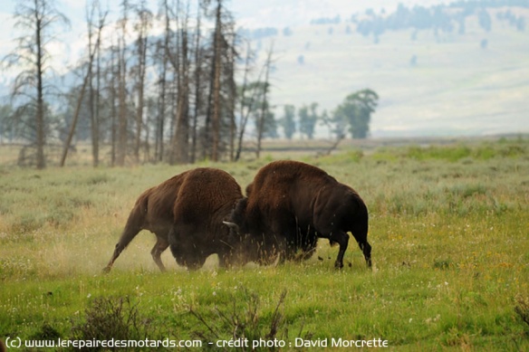 Bisons dans le parc national de Yellowstone 