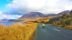 Le Connemara