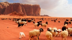 Jordanie : traversée d'animaux