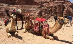 Jordanie : les dromadaires de Petra