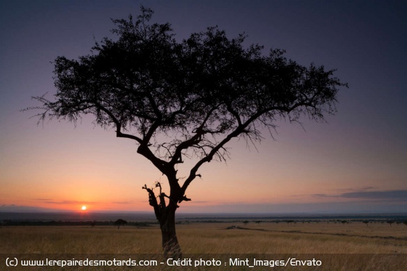 Kenya : Liens utiles Kenya : Liens utiles