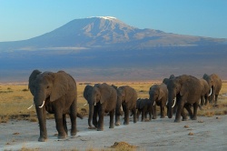 Parc national Amboseli
