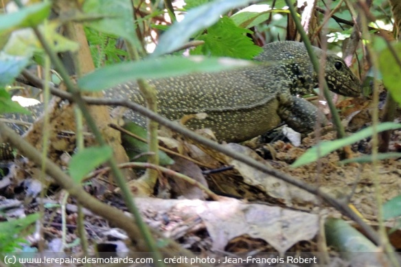 Iguane dans la réserve